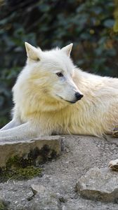 Превью обои арктический волк, волк, белый, камень, дикая природа