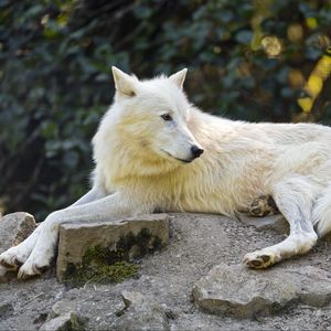 Превью обои арктический волк, волк, белый, камень, дикая природа