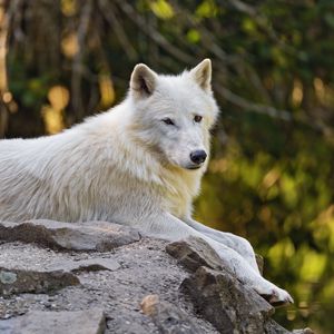 Превью обои арктический волк, волк, белый, камень, размытие