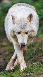 Превью обои арктический волк, животное, высунутый язык, поза, забавный, арт