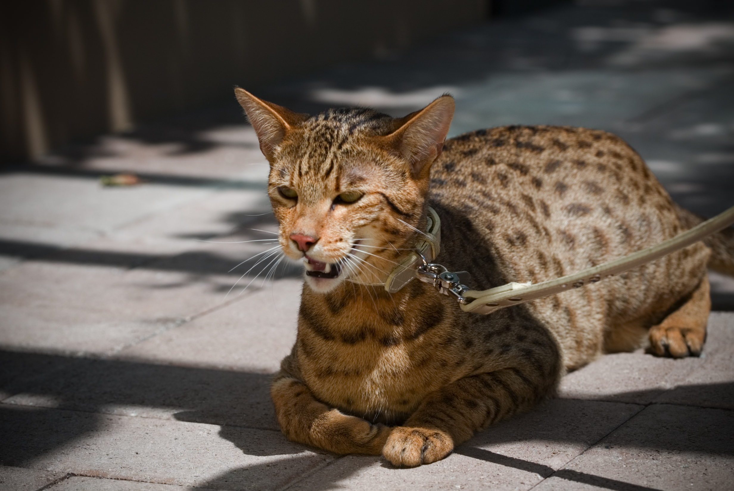 Самая большая домашняя кошка порода. Мейн кун Ашера. Ашера (кошка). Порода Саванна (Ашера). Порода кошек Ашера.