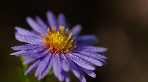 Превью обои астра, цветок, лепестки, капли, макро, пыльца