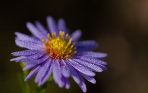 Превью обои астра, цветок, лепестки, капли, макро, пыльца