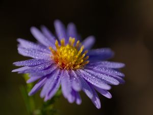 Превью обои астра, цветок, лепестки, капли, макро, пыльца