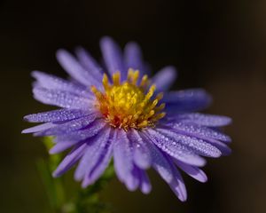 Превью обои астра, цветок, лепестки, капли, макро, пыльца