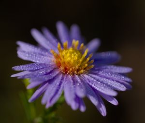 Превью обои астра, цветок, лепестки, капли, макро, пыльца