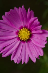 Превью обои астра, цветок, лепестки, макро, розовый