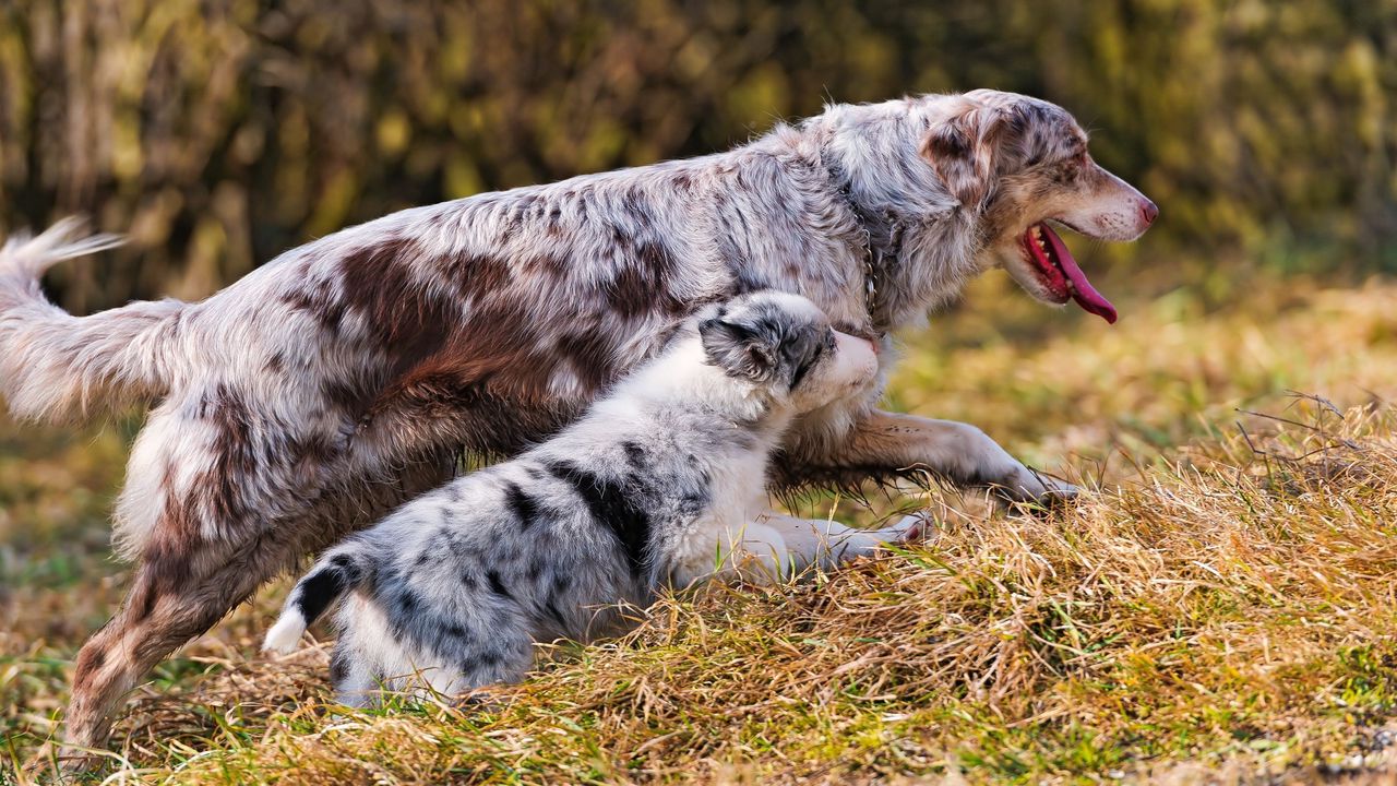 Обои австралийская овчарка, пара, щенок, собака, прогулка, бежать, трава