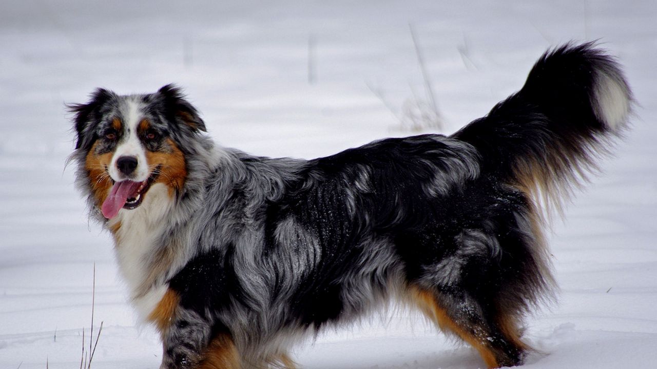 Обои австралийская овчарка, снег, собака, прогулка, отдых