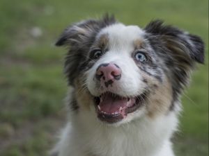 Превью обои австралийская овчарка, собака, высунутый язык, питомец, милый