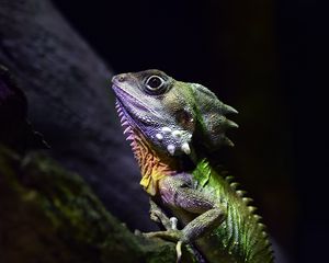 Превью обои австралийский лесной дракон, ящерица, рептилия