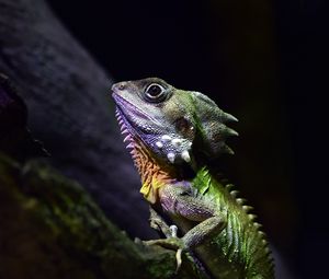 Превью обои австралийский лесной дракон, ящерица, рептилия