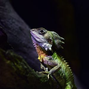 Превью обои австралийский лесной дракон, ящерица, рептилия