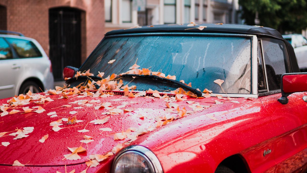 Обои авто, красный, вид сбоку, осень, листва