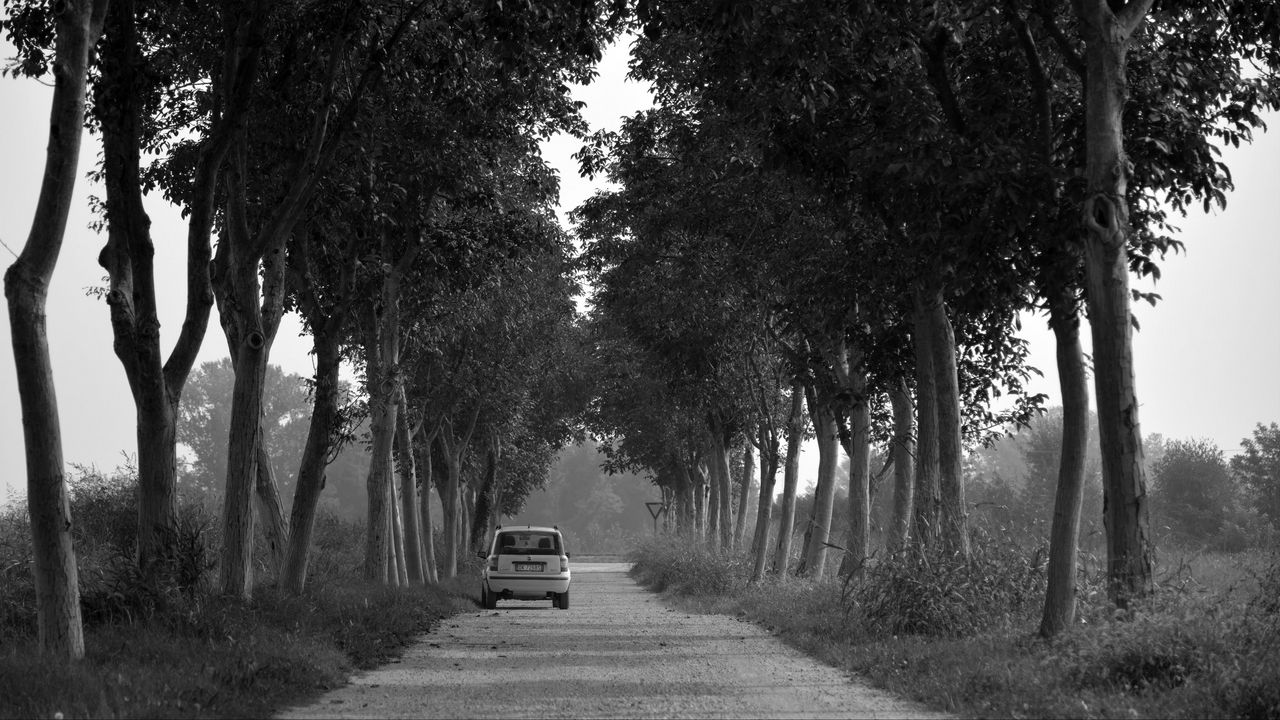 Обои автомобиль, деревья, чб, дорога