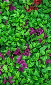 Превью обои азалия, листья, цветы, растение