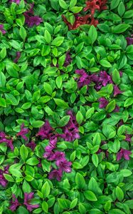 Превью обои азалия, листья, цветы, растение