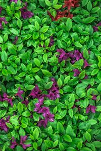 Превью обои азалия, листья, цветы, растение