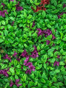 Превью обои азалия, листья, цветы, растение