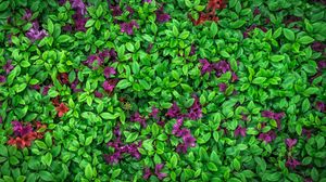 Превью обои азалия, листья, цветы, растение