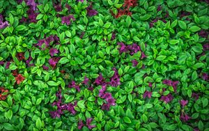 Превью обои азалия, листья, цветы, растение