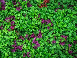 Превью обои азалия, листья, цветы, растение