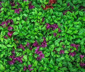 Превью обои азалия, листья, цветы, растение