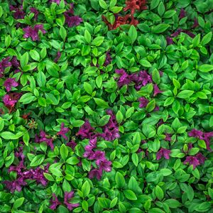 Превью обои азалия, листья, цветы, растение