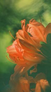 Превью обои азалия, цветок, лепестки, размытие