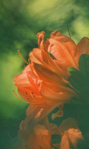 Превью обои азалия, цветок, лепестки, размытие