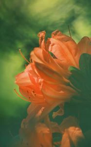 Превью обои азалия, цветок, лепестки, размытие