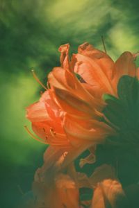 Превью обои азалия, цветок, лепестки, размытие