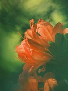 Превью обои азалия, цветок, лепестки, размытие