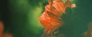 Превью обои азалия, цветок, лепестки, размытие