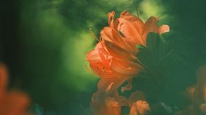 Превью обои азалия, цветок, лепестки, размытие