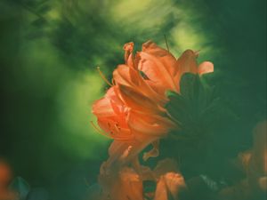 Превью обои азалия, цветок, лепестки, размытие