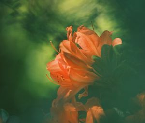 Превью обои азалия, цветок, лепестки, размытие