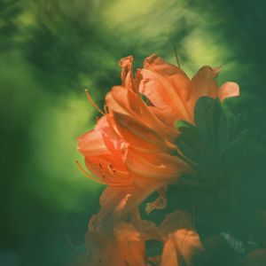 Превью обои азалия, цветок, лепестки, размытие