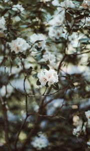 Превью обои азалия, цветы, белый, куст, растение