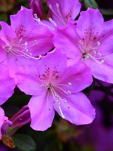 Превью обои азалия, цветы, фиолетовый, лепестки