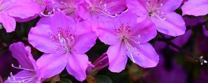 Превью обои азалия, цветы, фиолетовый, лепестки