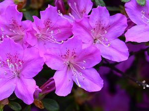 Превью обои азалия, цветы, фиолетовый, лепестки