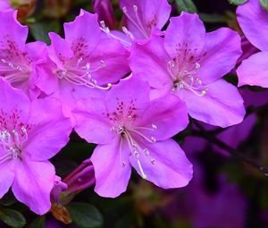 Превью обои азалия, цветы, фиолетовый, лепестки