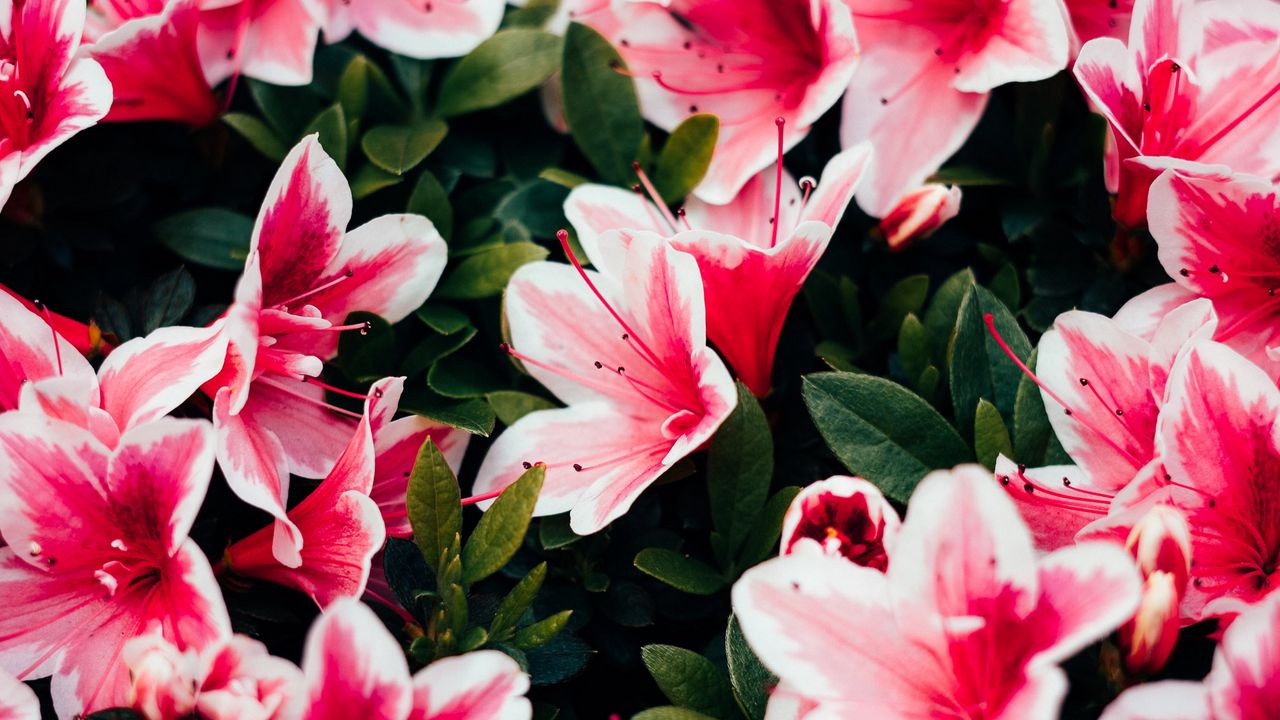 Обои азалия, цветы, лепестки, растение, розовый