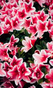 Превью обои азалия, цветы, лепестки, растение, розовый