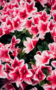 Превью обои азалия, цветы, лепестки, растение, розовый