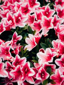 Превью обои азалия, цветы, лепестки, растение, розовый