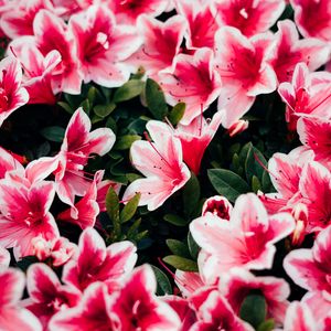 Превью обои азалия, цветы, лепестки, растение, розовый
