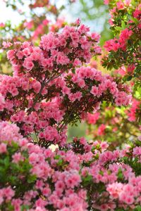 Превью обои азалия, цветы, листья, розовый