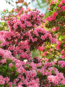 Превью обои азалия, цветы, листья, розовый